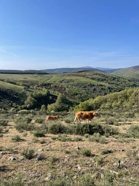 Camino s krávami
