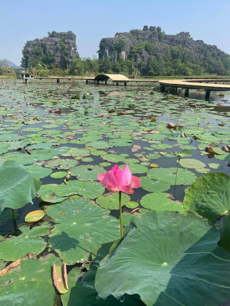 Ninh Bin s leknínem