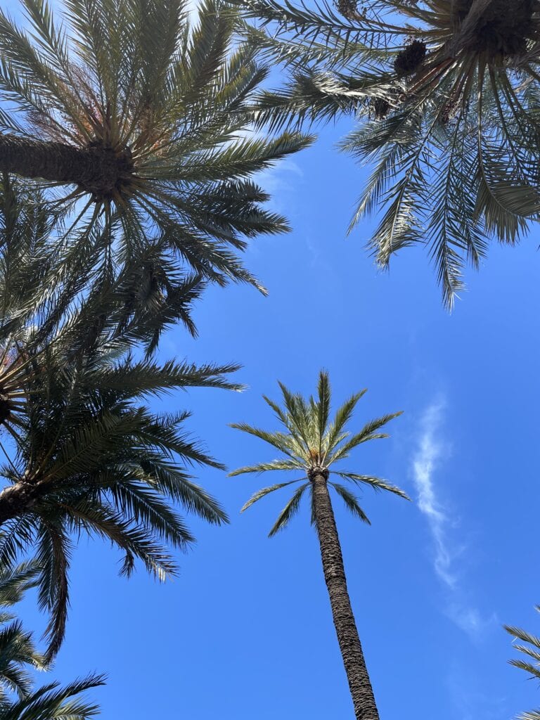 Palmeral de Elche