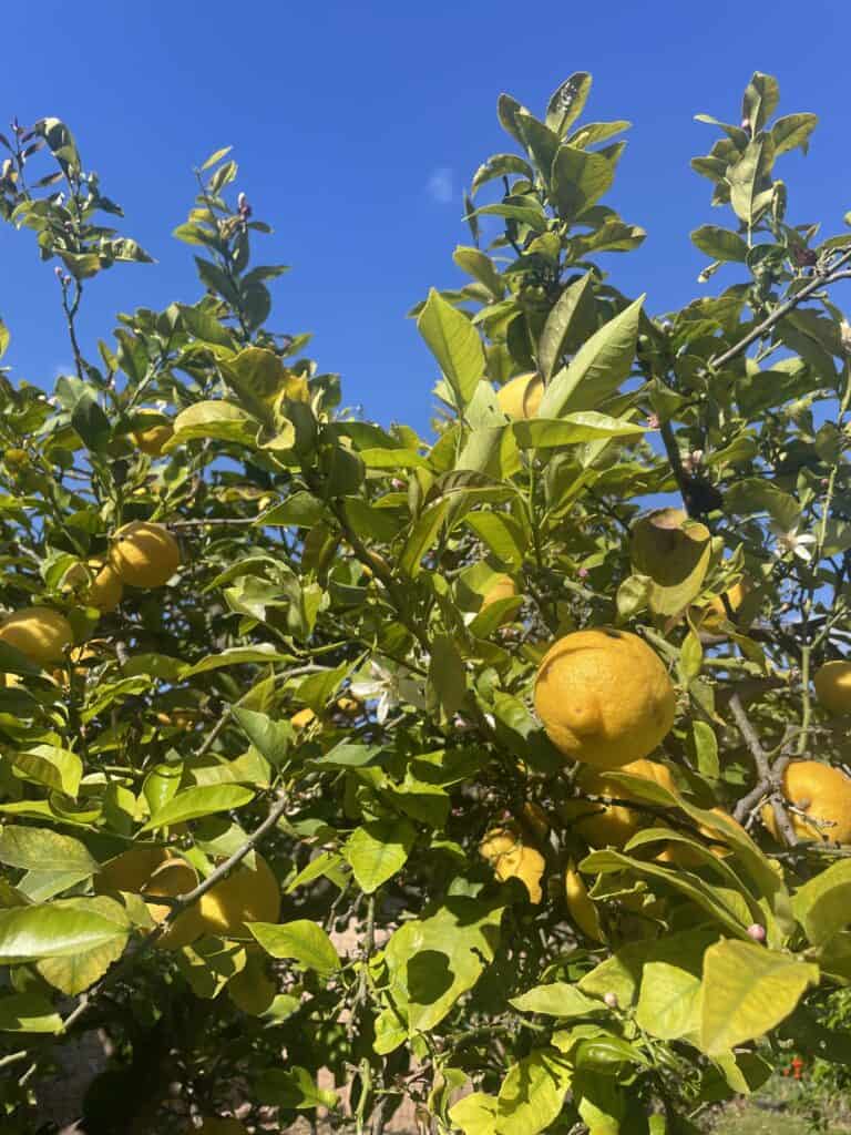 Citróny na Mallorce