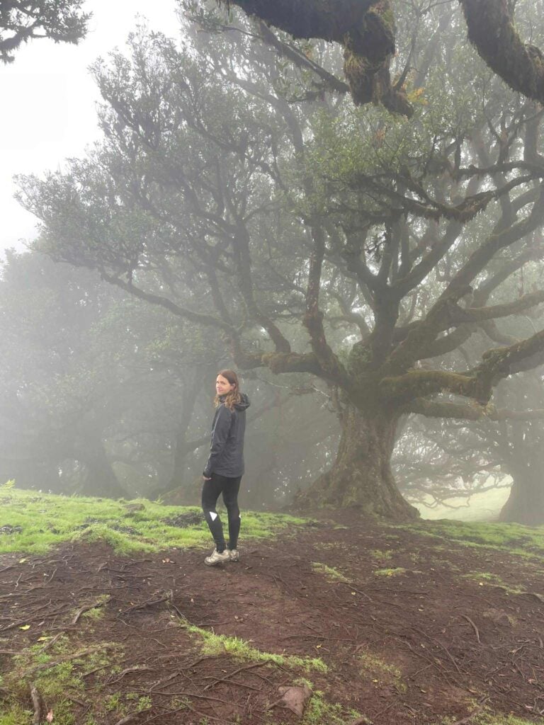 Fanal Forest, Madeira