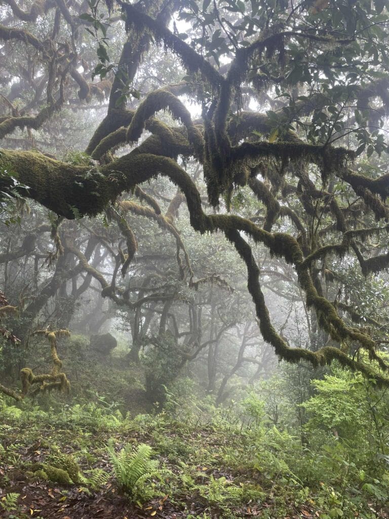Fanal Forest - Madeira bez cestovky